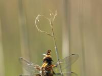 Plattbauch Libelle Weibchen